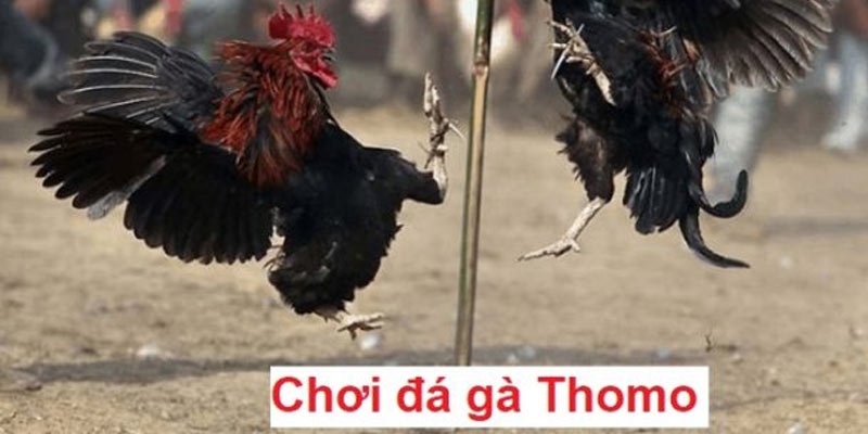 Đá Gà Thomo Là Gì