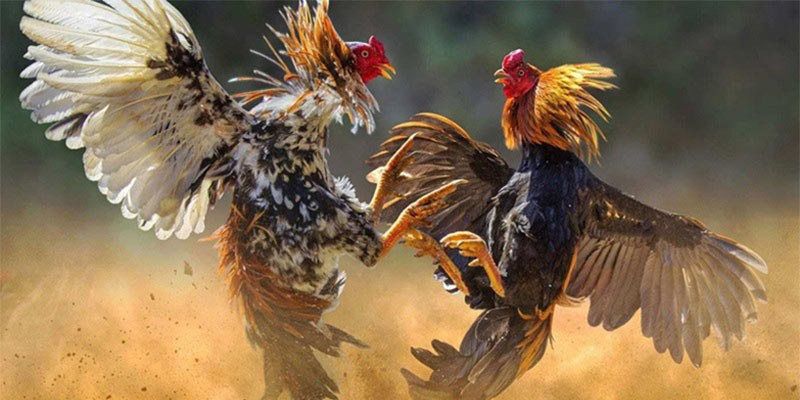 Mẹo Để Tăng Khả Năng Chiến Thắng Khi Chơi Đá Gà